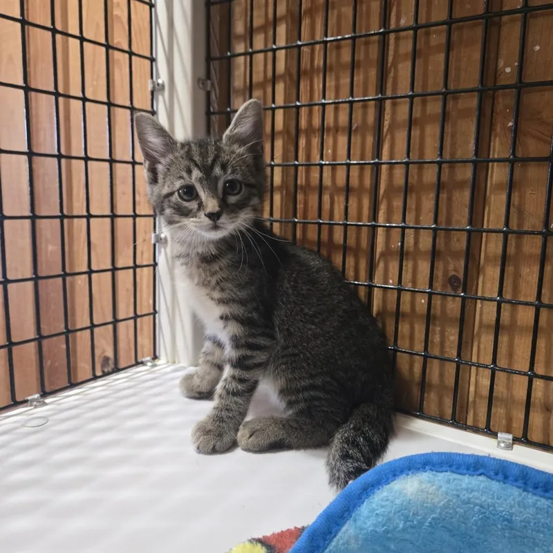 A baby small-sized female Brown / Chocolate Domestic Medium Hair cat named Weeble for adoption in Tylertown, MS