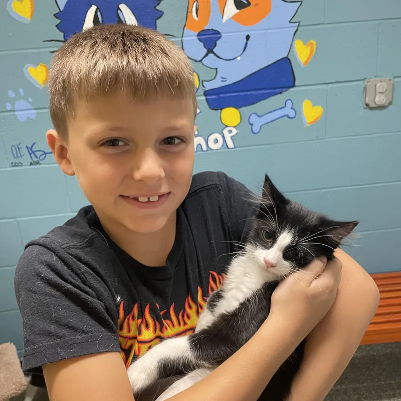 A baby medium-sized male Black & White / Tuxedo Tuxedo cat named Mr tux for adoption in Gladstone, MO