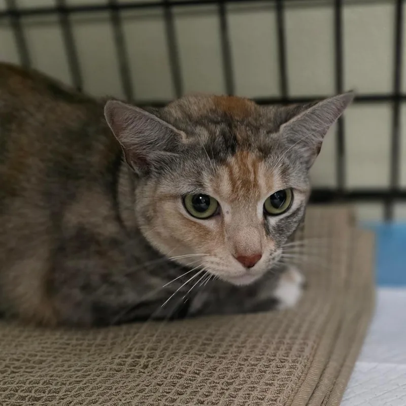 A baby small-sized female Gray / Blue / Silver Domestic Short Hair cat named Becky for adoption in Williston, FL