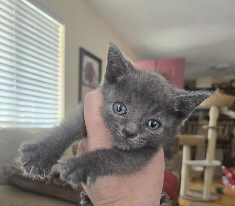 A baby small-sized male Gray / Blue / Silver Domestic Medium Hair cat named Dusty Gray for adoption in Lancaster, CA