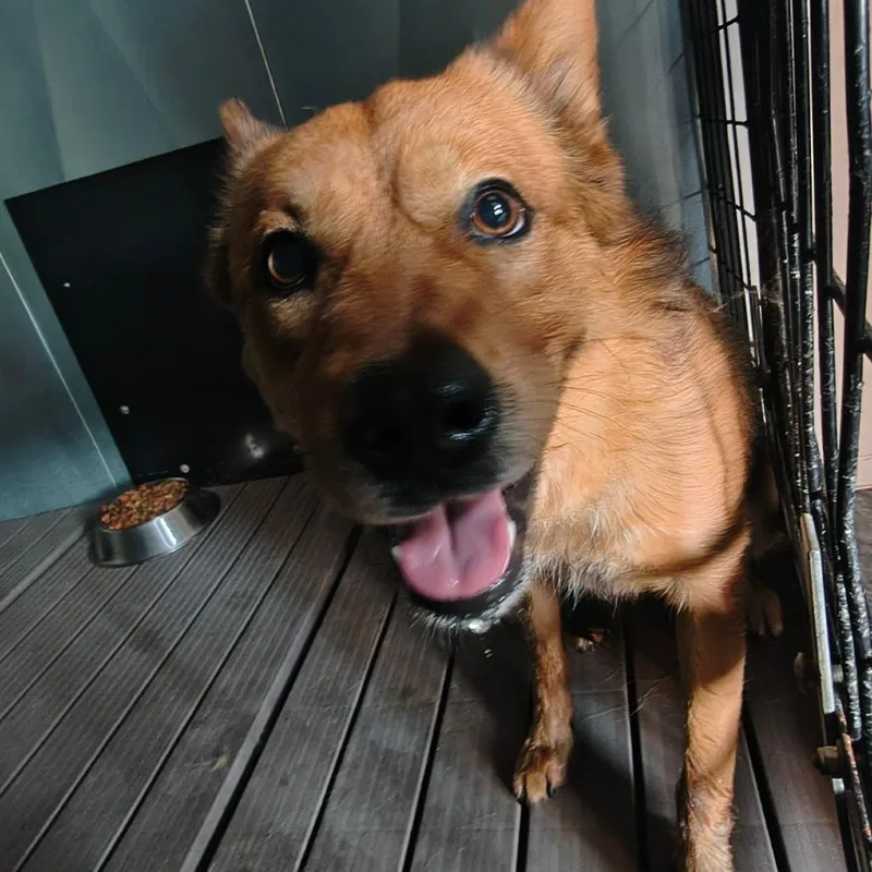 A young medium-sized male Red / Chestnut / Orange Australian Cattle Dog / Blue Heeler dog named Charlie for adoption in Othello, WA