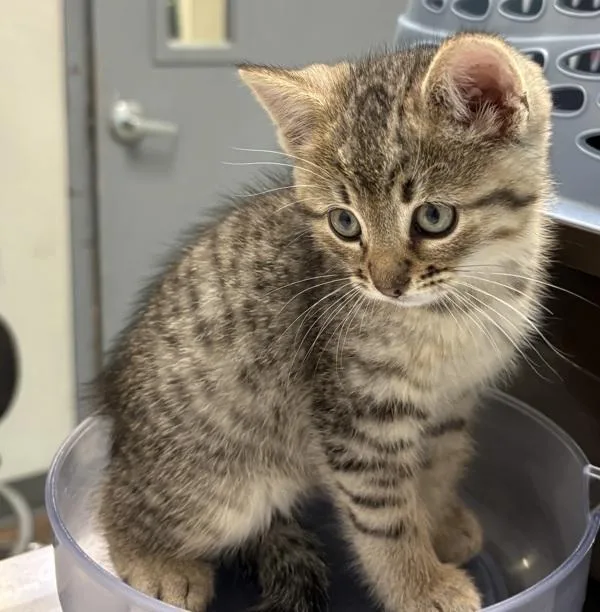 A young medium-sized female Domestic Short Hair cat named Apricot for adoption in San Diego, CA