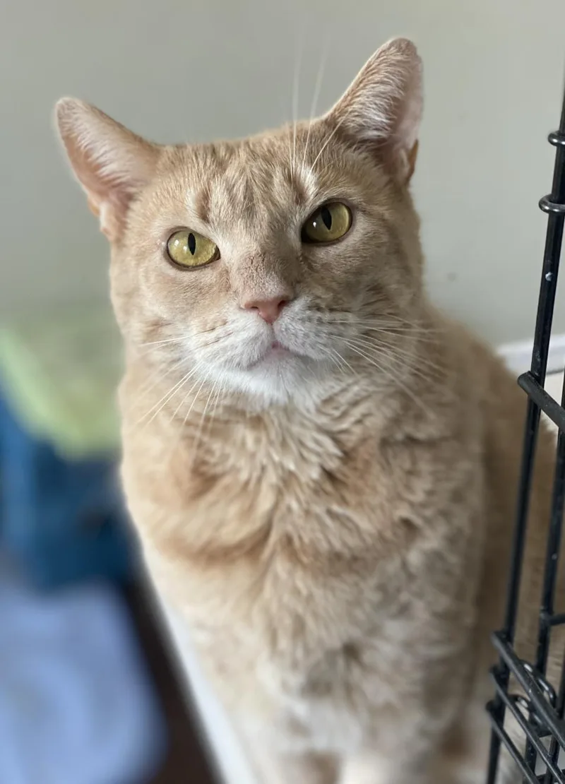 An adult medium-sized female Orange & White Domestic Short Hair cat named Amber for adoption in Warminster, PA