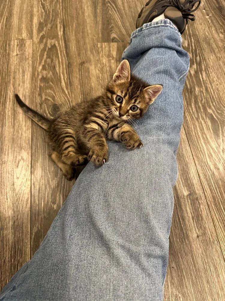 A baby small-sized male Tabby (Brown / Chocolate) Domestic Short Hair cat named Little Dougie for adoption in Westfield, WI
