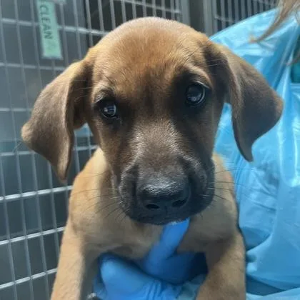 An adult medium-sized female Shepherd dog named Vanna Woof for adoption in Merriam, KS