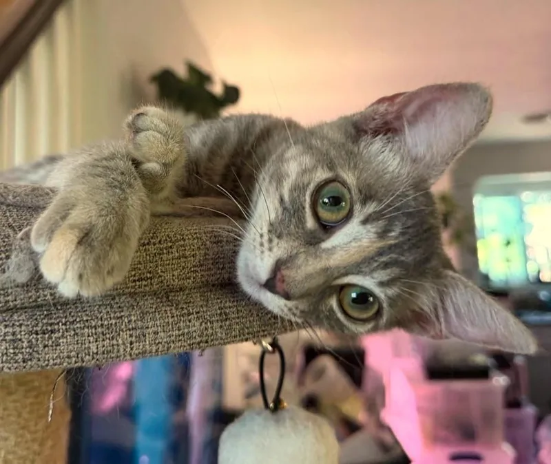 A baby medium-sized female Torbie cat named Rosie for adoption in Mission Viejo, CA