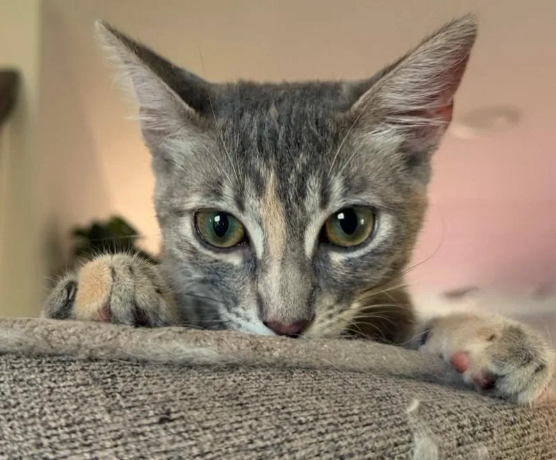 Rosie thumbnail 3