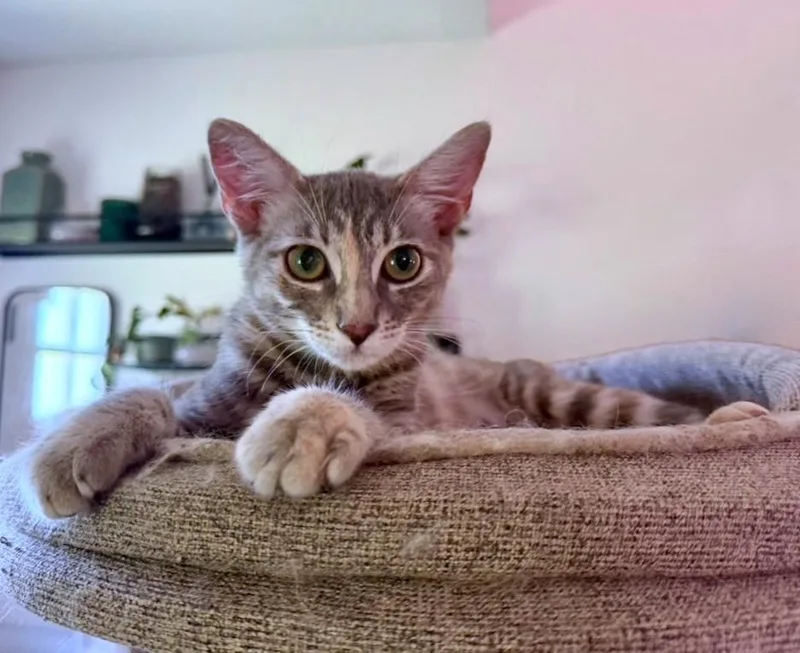 Rosie thumbnail 4
