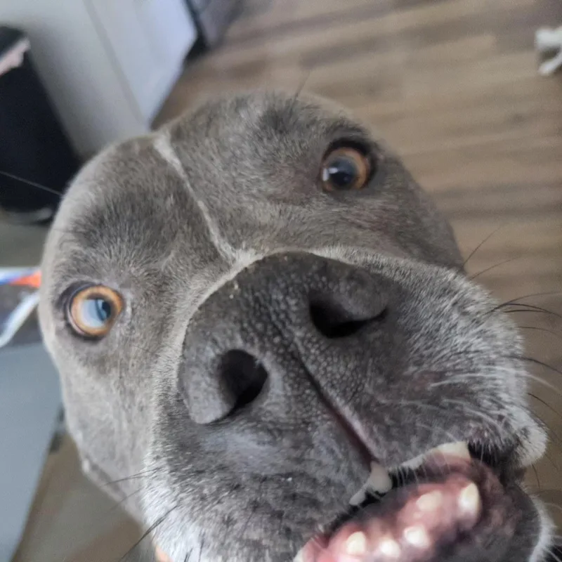 Tyson thumbnail 2