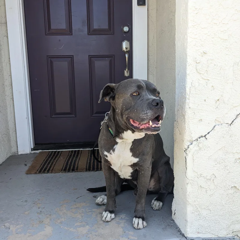 Tyson thumbnail 5