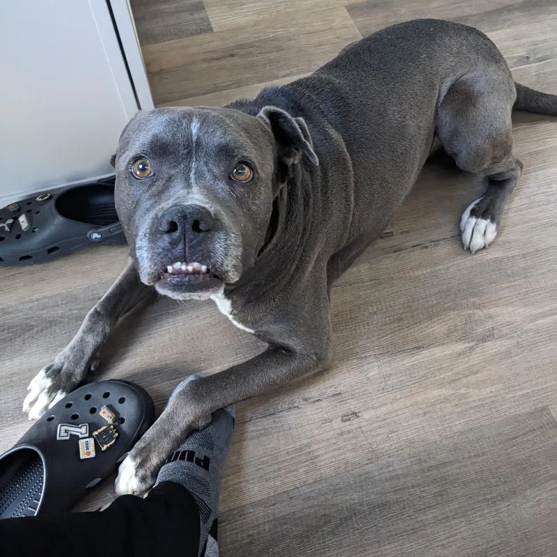 Tyson thumbnail 6