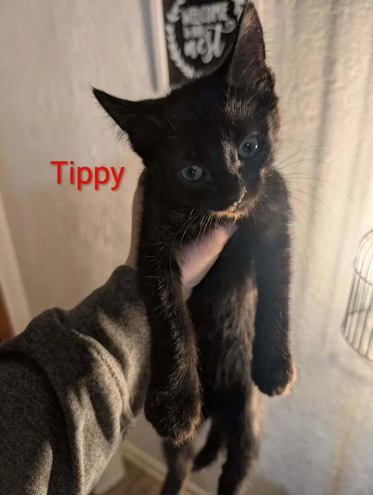 A baby small-sized female Black Domestic Short Hair cat named Tippy for adoption in Metamora, IL