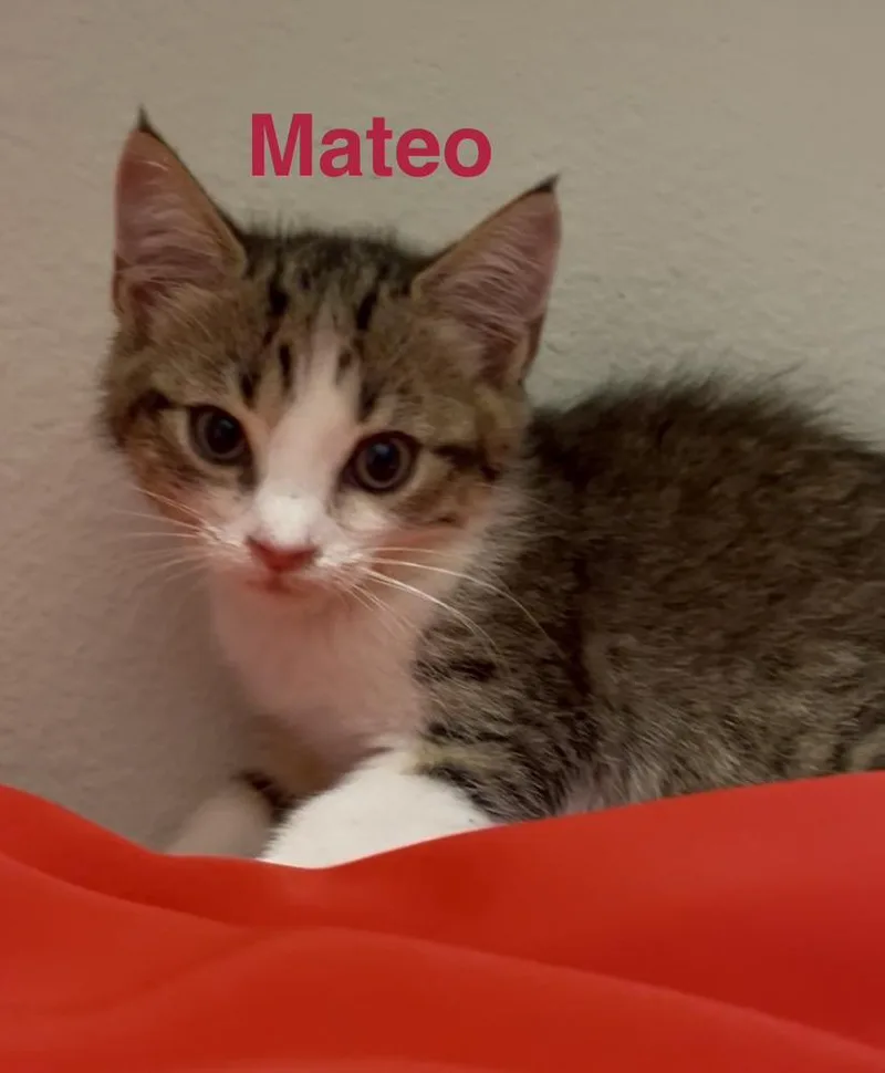Mateo