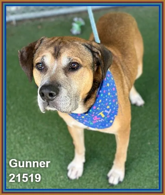 Gunner thumbnail 3
