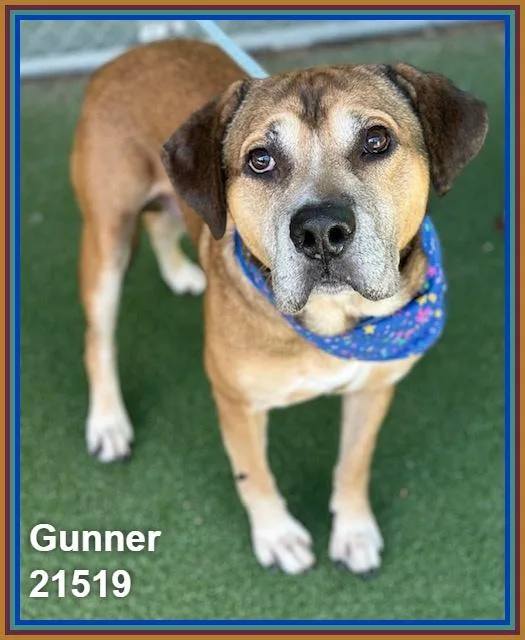 Gunner thumbnail 4
