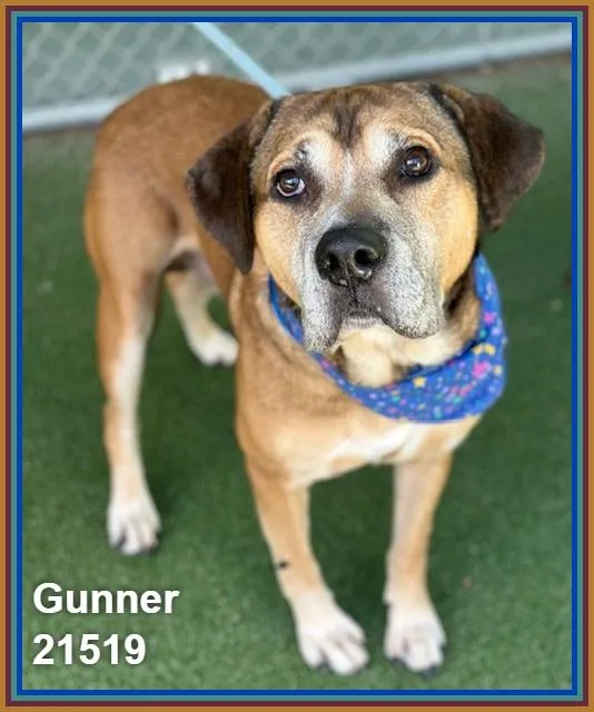 Gunner thumbnail 5