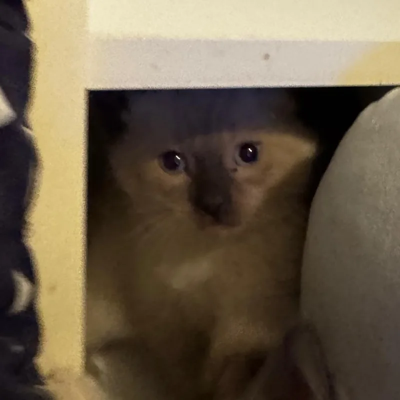 A baby small-sized female Cream / Ivory Domestic Short Hair cat named Sheila Rae for adoption in Columbia, MO