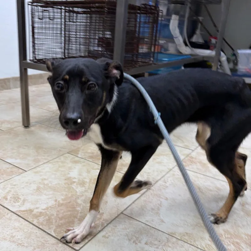 A young medium-sized female Black Mixed Breed dog named Lumi for adoption in Galveston, TX