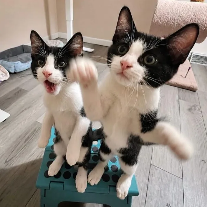 A baby medium-sized male Tuxedo cat named Ash & Ember for adoption in Philadelphia, PA