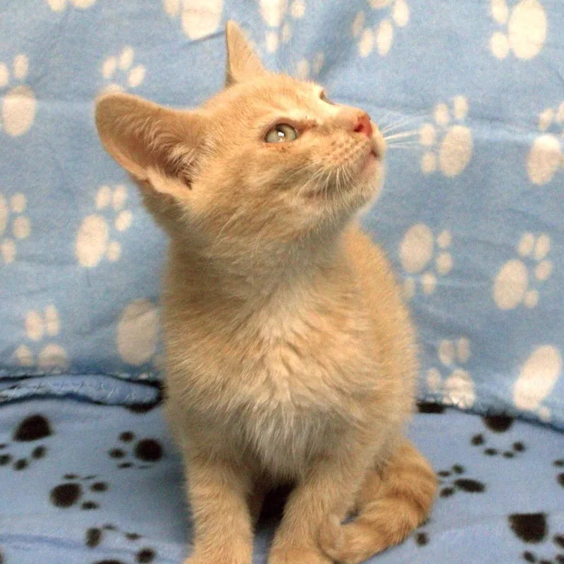 A baby small-sized male Buff / Tan / Fawn Domestic Short Hair cat named Butterscotch for adoption in Carrollton, OH