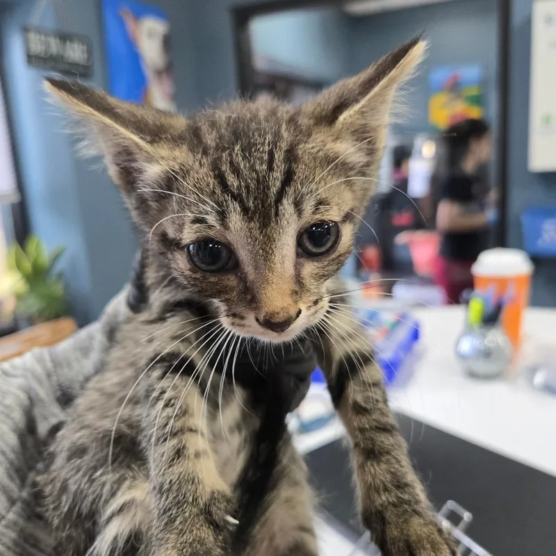 A baby small-sized female Brown / Chocolate Domestic Short Hair cat named Grady for adoption in Newark, NJ