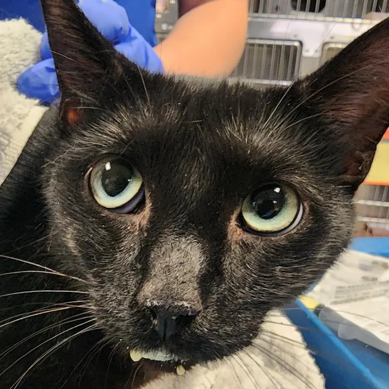 An adult large-sized male Black Domestic Short Hair cat named Morgan for adoption in Greenville, SC