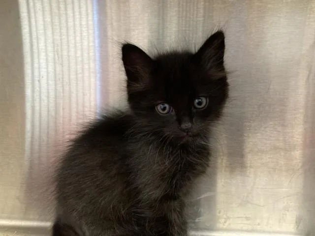 A baby small-sized male Domestic Short Hair cat named Brandybuck for adoption in Tustin, CA