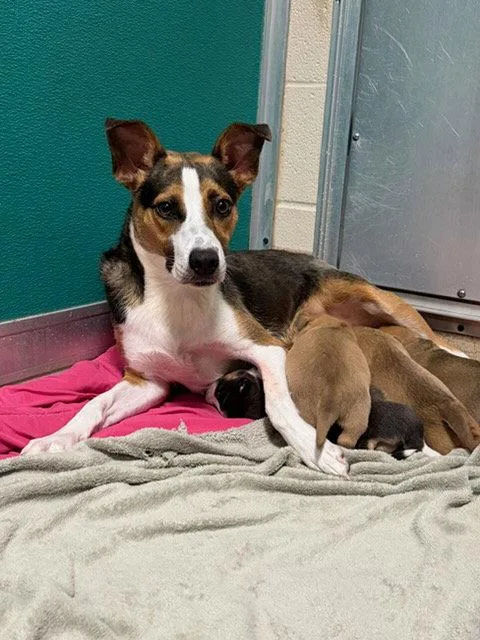 A baby medium-sized female Mixed Breed dog named Catalina for adoption in Holbrook, NY