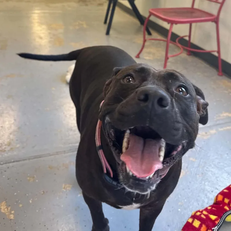 An adult large-sized female Pit Bull Terrier dog named Hailey for adoption in Martinsville, IN