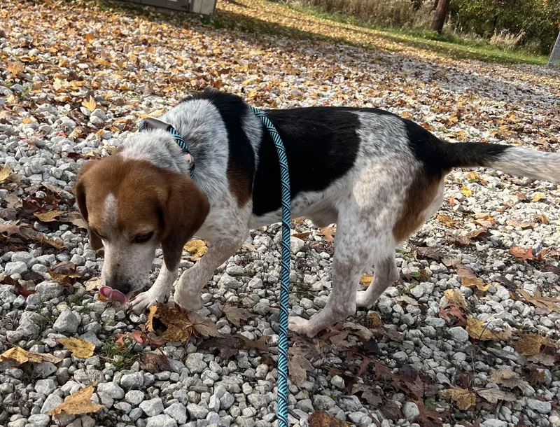 An adult medium-sized male Tricolor (Brown, Black, & White) Beagle dog named Boomer for adoption in Ashland, OH