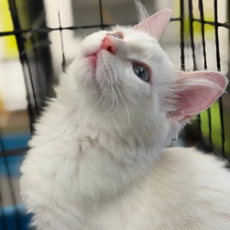 A baby large-sized male Cream / Ivory Siamese cat named Latte for adoption in Raeford, NC