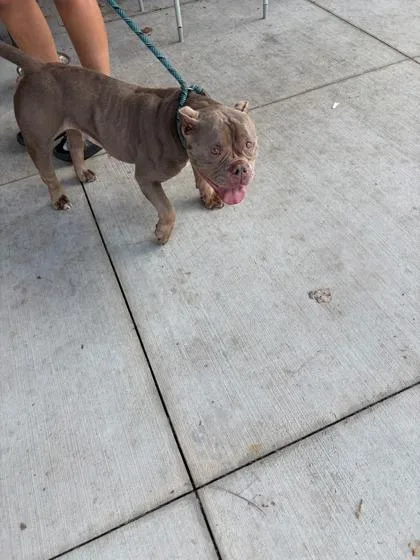 An adult medium-sized female Mixed Breed dog named Nova Perry for adoption in Atlanta, GA