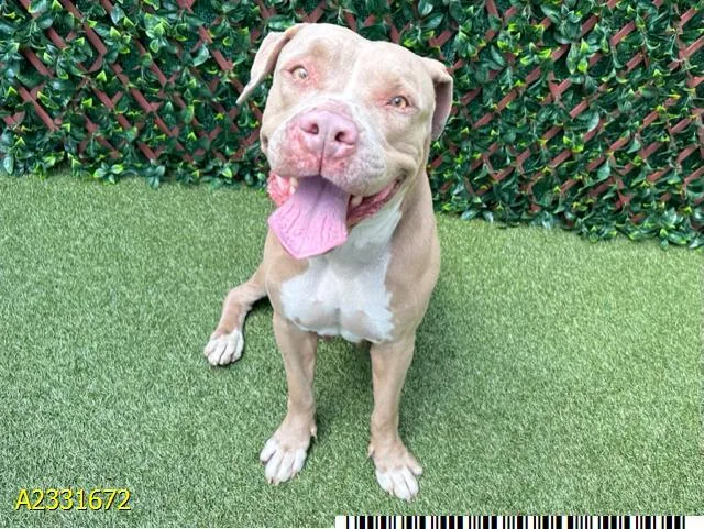 An adult large-sized female Mixed Breed dog named Velma for adoption in West Palm Beach, FL