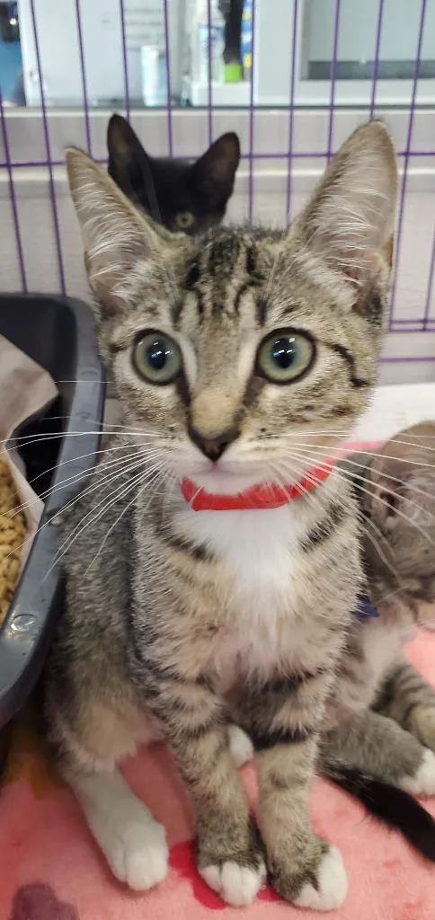 A baby medium-sized female Domestic Short Hair cat named Bridgette PA for adoption in Denham Springs, LA