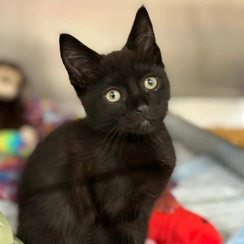 A baby small-sized male Black Domestic Short Hair cat named Leon for adoption in West Palm Beach, FL