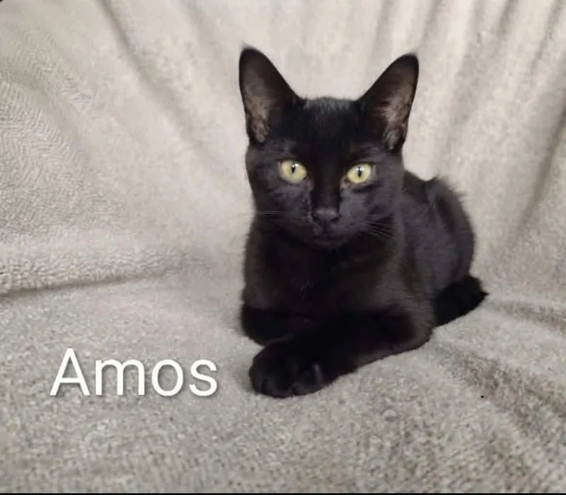 A baby medium-sized male Black & White / Tuxedo Domestic Short Hair cat named Cotton and Amos for adoption in Wyandotte, MI