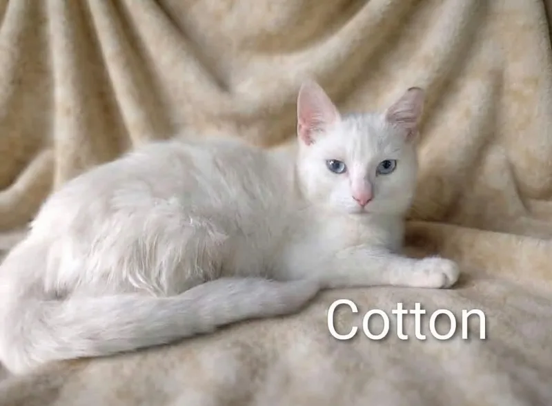 Cotton and Amos thumbnail 2