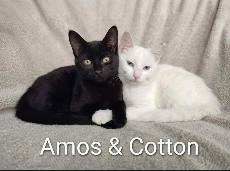Cotton and Amos thumbnail 3