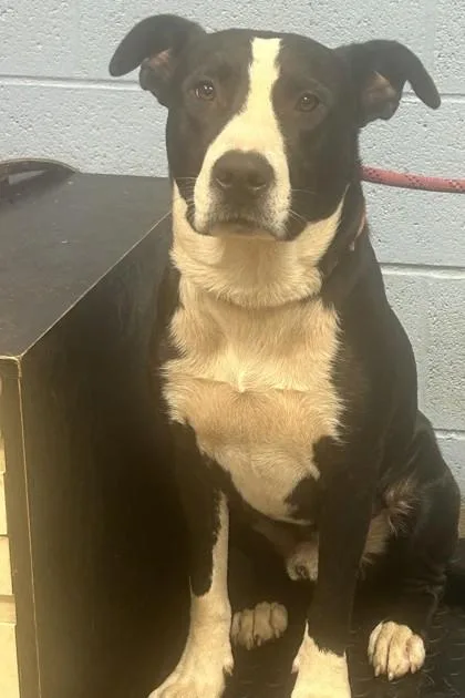 An adult large-sized male Mixed Breed dog named Sombra for adoption in Chamblee, GA