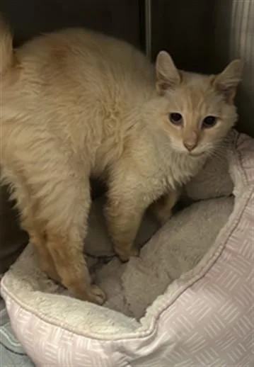 An adult small-sized male Domestic Short Hair cat named Precioso for adoption in Sacramento, CA