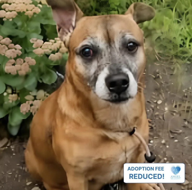 A senior small-sized male Yellow / Tan / Blond / Fawn Chihuahua dog named George Costanza for adoption in Naperville, IL