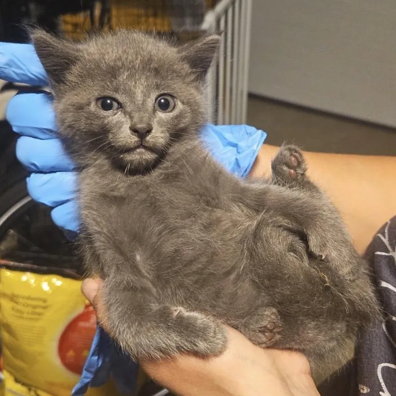A baby small-sized female Gray / Blue / Silver Domestic Short Hair cat named Foxglove for adoption in Danbury, CT