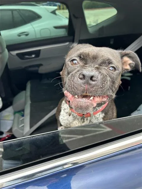 An adult medium-sized female American Bulldog dog named Jolene for adoption in San Antonio, TX