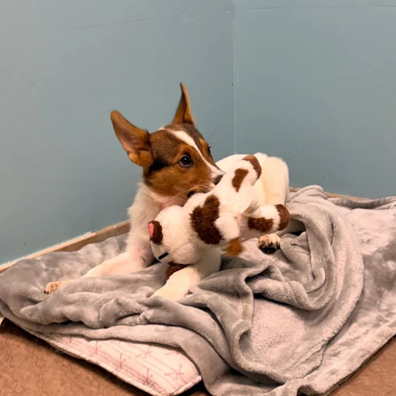 A baby medium-sized female Brown / Chocolate Shetland Sheepdog / Sheltie dog named Alice for adoption in Columbus, GA