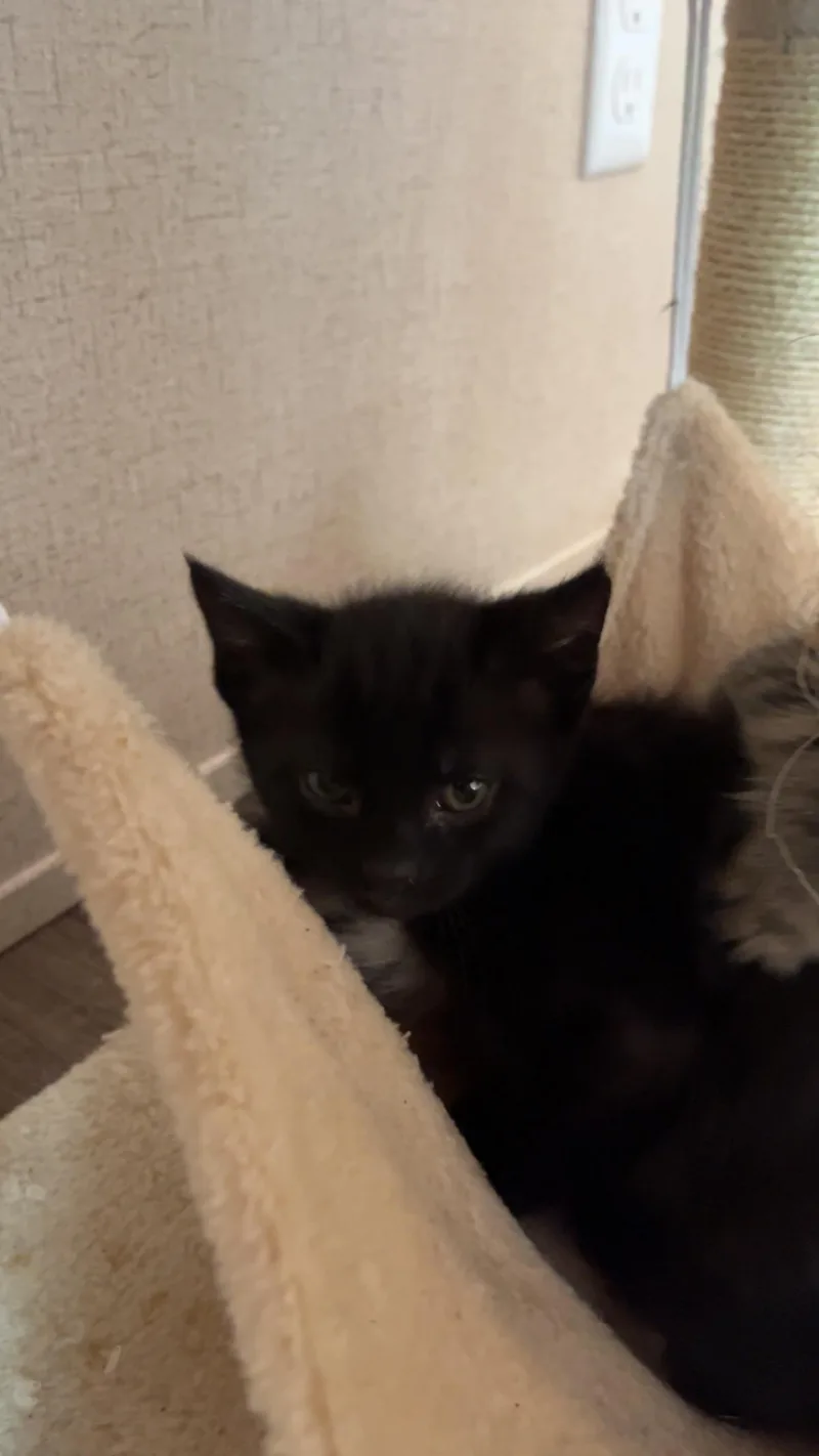 A baby small-sized male Domestic Short Hair cat named Ash for adoption in Knoxville, TN