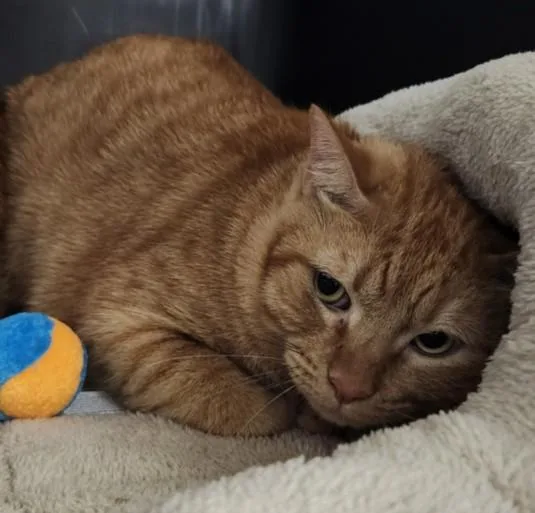 An adult medium-sized male Domestic Short Hair cat named Titus for adoption in Los Angeles, CA