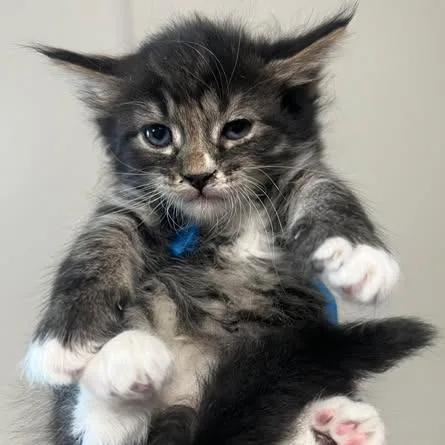 A baby small-sized female Domestic Long Hair cat named Ariel for adoption in Morgan Hill, CA