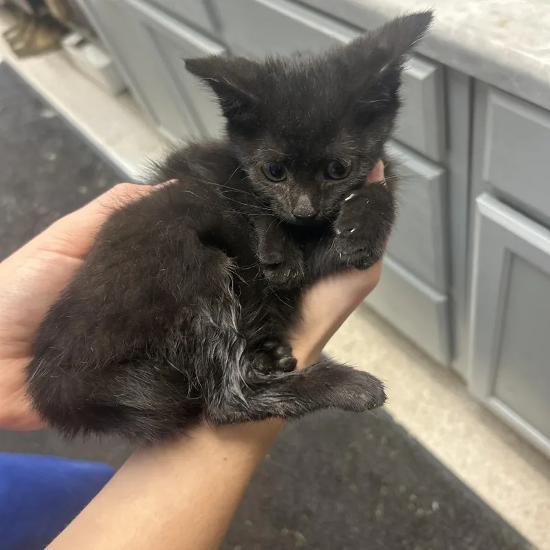 A baby small-sized female Black Domestic Short Hair cat named Sydney for adoption in Lewisburg, WV