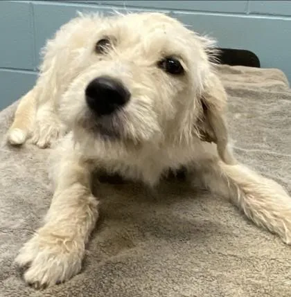 A young large-sized female Standard Poodle dog named Louise for adoption in Kansas City, MO