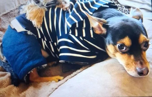 An adult small-sized male Mixed Breed dog named Skipper for adoption in New York, NY